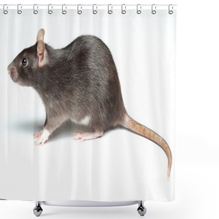 Personality  Rat Over White Shower Curtains