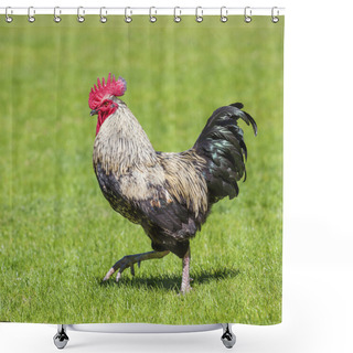 Personality  Cock  Shower Curtains