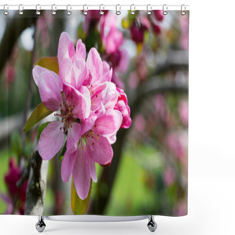 Personality  Close-up Of Spring Apple Blossoms Malus Profusion - Crabapple Pink Flowers Closeup. Blooming Crabapples Crab Apples, Crabtrees Or Wild Apples Shower Curtains