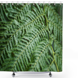 Personality  Beautiful Ferns Leaves Green Foliage, Natural Floral Fern Background Shower Curtains