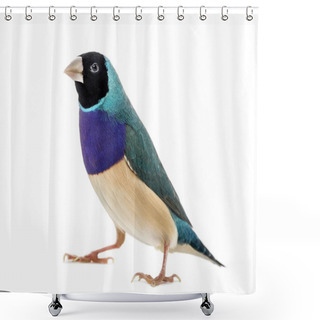 Personality  Gouldian Finch, Erythrura Gouldiae, In Front Of A White Backgrou Shower Curtains