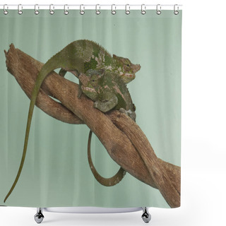 Personality  Two Young Fischer's Chameleons (Kinyongia Fischeri) Are Crawling On Tree Branches. Shower Curtains