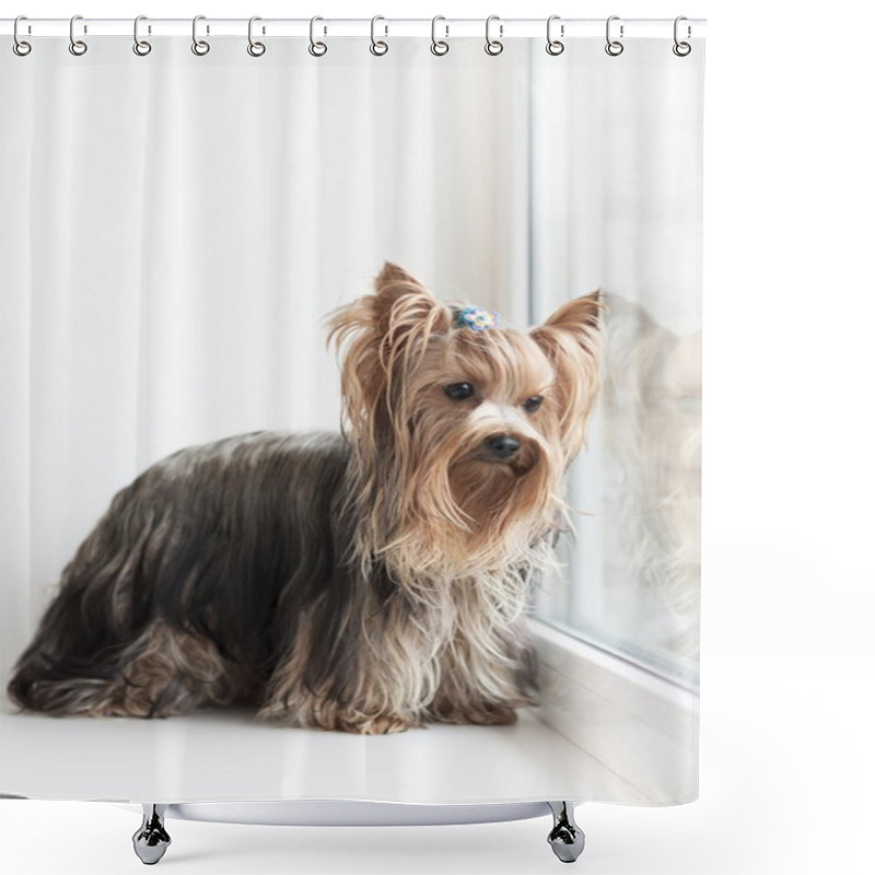 Personality  Yorkshire terrier near a window shower curtains