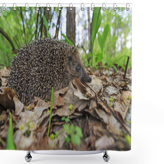 Personality  Young Hedgehog Of Lilies Of The Valley Shower Curtains