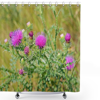 Personality  Flowering Scratch Thistle, Cirsium Arvense Shower Curtains