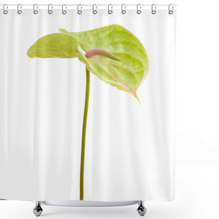 Personality  Green Anthurium Isolated Shower Curtains