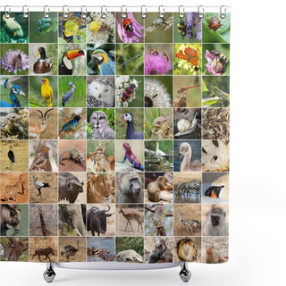 Personality  Wildlife Collage Shower Curtains