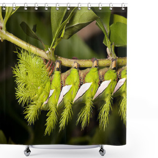 Personality  Hairy Caterpillar Shower Curtains