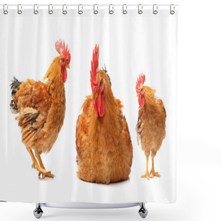 Personality  Red Roosters Shower Curtains