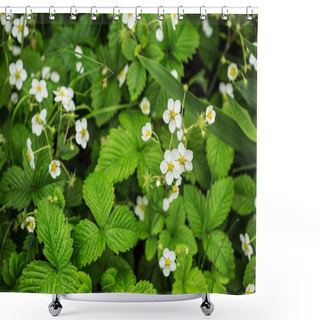 Personality  Blooming Strawberries Plants Shower Curtains