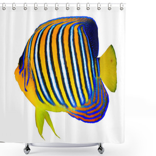 Personality  Royal Angelfish Shower Curtains