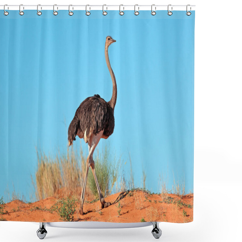 Personality  Female Ostrich Shower Curtains