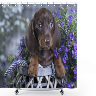 Personality  Purebred Dachshund Puppy Shower Curtains
