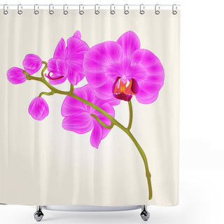 Personality  Branches Orchid Phalaenopsis Purple Flowers Tropical Plants Green Stem And Buds  Vintage Hand Draw Vector  Shower Curtains