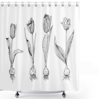 Personality  Monochrome Set Of Tulip Flowers Of Different Varieties Shower Curtains