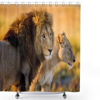 Personality  Two Young Lions In The Savanna. Shower Curtains