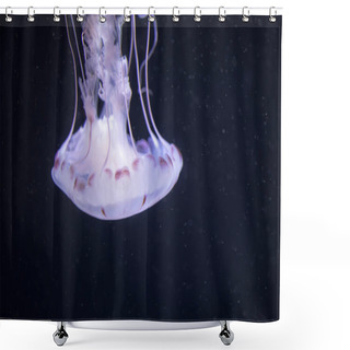 Personality  Blurry White Colored Jelly Fishes Floating On Waters With Long Tentacles. White Pacific Sea Nettles Shower Curtains