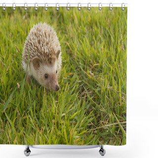 Personality  Hedgehog In The Garden , African Pygmy Hedgehog Shower Curtains