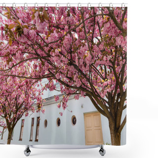 Personality  Branches Of Blossoming Pink Flowers On Cherry Tree Near Building On Street Shower Curtains
