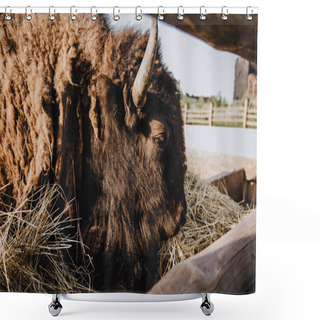 Personality  Closeup View Of Bison Eating Dry Grass In Corral At Zoo Shower Curtains