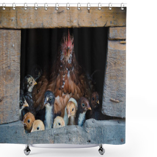 Personality  Hen With Chickens Shower Curtains