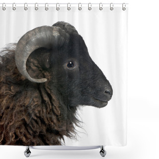 Personality  Black Shhep - Ouessant Ram (4 Years Old) Shower Curtains