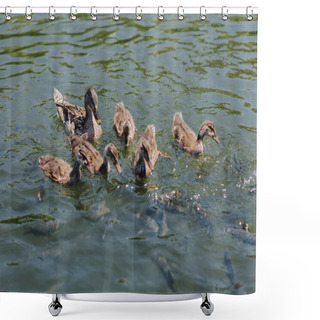 Personality  Close Up View Of Ducklings With Mother And Flock Of Fishes Swimming In Water  Shower Curtains