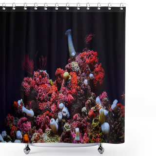 Personality  Image Of Vibrant Reds And Pinks Of Coral Colony In Dark Underwater Setting With Starfish On Tank Walls Shower Curtains
