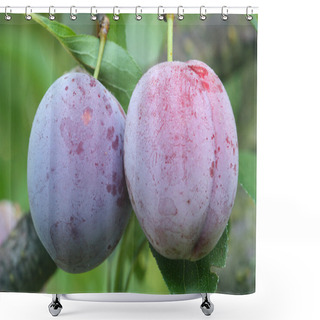 Personality  Two Ripe Fruits Of A Japanese Plum Shower Curtains