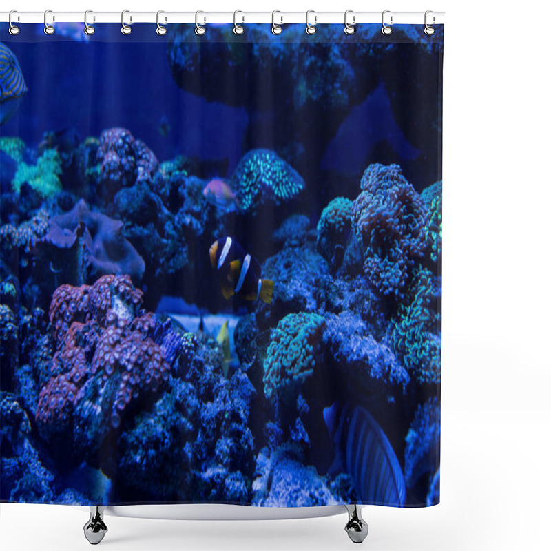 Personality  Fish Swimming Under Water In Aquarium With Corals Shower Curtains