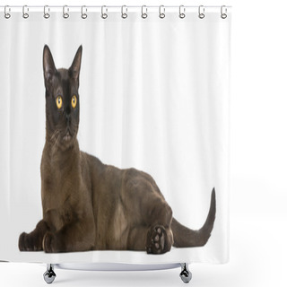 Personality  Bombay Cat Lying And Looking Away, Isolated On White Shower Curtains