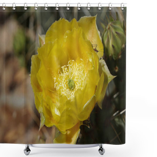 Personality  Close Up Of A Beautiful Yellow Prickly Pear Flower And The Insects That It Attracts. Shower Curtains