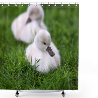 Personality  White Swan Cygnets Shower Curtains