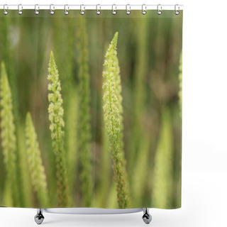 Personality  Reseda Luteola, Known As Dyer's Rocket, Dyer's Weed, Weld, Woold, And Yellow Weed Shower Curtains