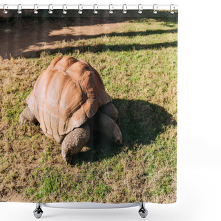 Personality  Giant Turtle Eating Grass In Zoological Park, Barcelona, Spain Shower Curtains