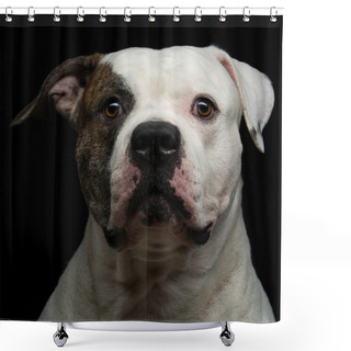 Personality  American Bulldog Over Black Background Shower Curtains