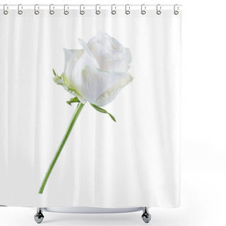 Personality  White And Cream Rose Bud Isolated On White Background. Shower Curtains
