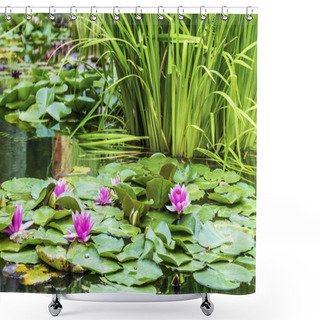 Personality  Pink Water Lily Flowers Background With Green Leaves Shower Curtains