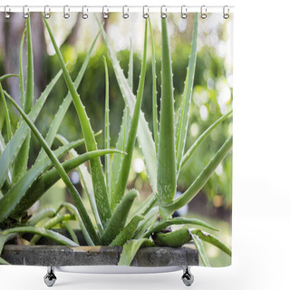 Personality  Aloe Vera Plant Shower Curtains