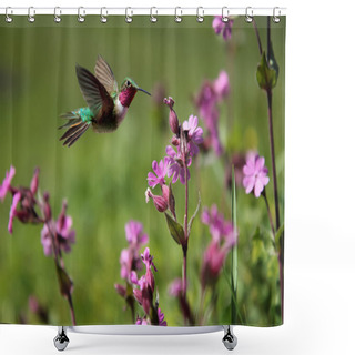 Personality  Ruby-throated Hummingbird And Pink Summer Flowers  Shower Curtains
