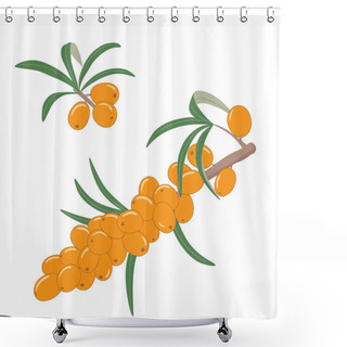Personality  Sea Buckthorn Berries On A Branch With Leaves. Vector Illustration. Shower Curtains