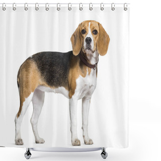 Personality  Beagle Dog Standing Against White Background Shower Curtains