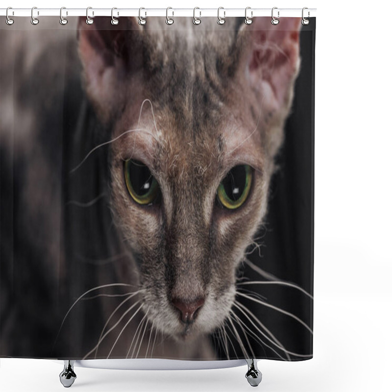 Personality  Close Up Of Domestic Grey Sphynx Cat Isolated On Black Shower Curtains