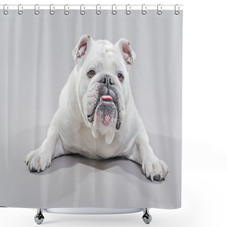 Personality  White English Bulldog Lying On The Floor. Studio Shot Against Gr Shower Curtains