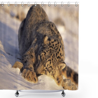 Personality  Snow Leopard Sleeping In Snow Shower Curtains