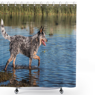 Personality  Australian Cattle Dog  (Blue Heeler) Walking In The Water Of A Dam Mouth Open Side View Shower Curtains