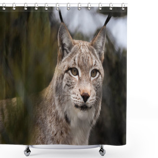 Personality  Beautiful Graceful Wild Lynx Looks Into The Distance Shower Curtains