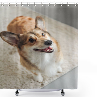 Personality  Adorable Corgi Puppy Standing On Carpet And Looking Up Shower Curtains