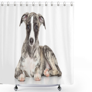 Personality  Whippet Puppy On White Background Shower Curtains