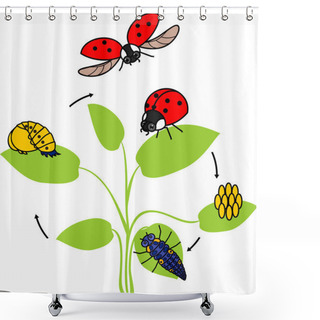 Personality  Life Cycle Of Ladybug. Sequence Of Stages Of Development Of Ladybug From Egg To Adult Insect Shower Curtains
